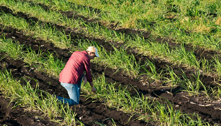 Campo agrícola